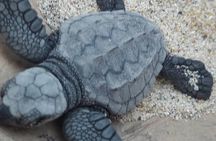 Baby Turtle Release