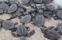 Baby Turtle Release