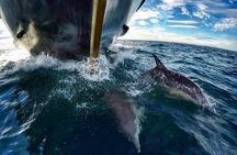 Dolphin & Wildlife Encounters