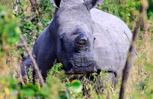 Matopos Park Day Game Drive With Rhino Tracking!