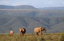 Addo Elephant Park multi-day Photo Safari