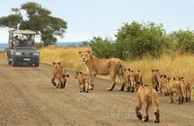 3-Day Kruger National Park Open Vehicle Safari