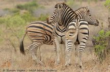 3-Day Kruger National Park Open Vehicle Safari