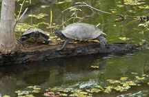 Jean Lafitte 90-Minute Swamp and Bayou Boat Tour