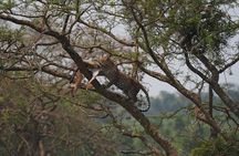 10 Days Affordable Gorilla Trekking Holiday
