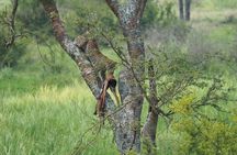 10 Days Affordable Gorilla Trekking Holiday