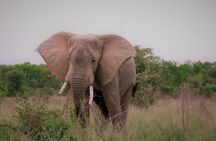 10 Days Affordable Gorilla Trekking Holiday