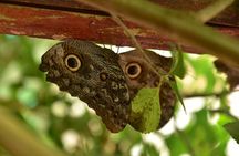 Mindo: Bird watching, Chocolate, Waterfall and Adventure