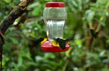 Mindo: Bird watching, Chocolate, Waterfall and Adventure