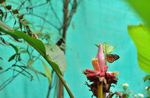 Mindo: Bird watching, Chocolate, Waterfall and Adventure