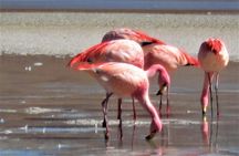 Amazing Uyuni 3-Day Experience