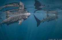 Whale Shark Swimming Adventure from Cancun & Riviera Maya - Seasonal June/Sept