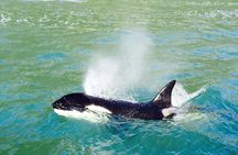Dolphin & Wildlife Encounters