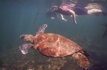 Tintoreras Islet Tour from Isabela - Hiking & Snorkeling 