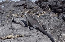 Tintoreras Islet Tour from Isabela - Hiking & Snorkeling 