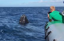 Whale Watching Experience