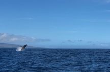 Whale Watching Experience