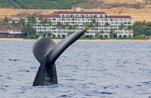 Whale Watching Experience