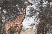 2 Days Ngorongoro & Tarangire From Zanzibar 