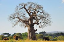 Tarangire Park Day Trip