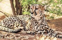 Tarangire Park Day Trip