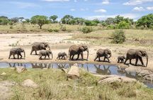 Tarangire Park Day Trip
