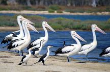 Mandurah Dolphin Cruise and Views