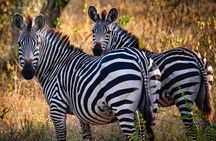 8 Days Uganda Primates Safari