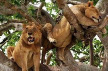 8 Days Uganda Primates Safari