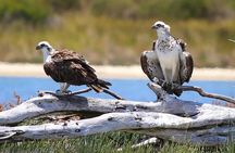 Murray River Lunch Cruise