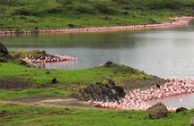 Day Tour to Arusha National Park