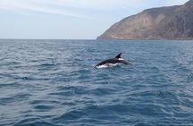 Journey to Frog Rock