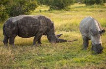 Ol Pejeta, Sweet Waters Chimpanzee Sanctuary and lion tracking safari