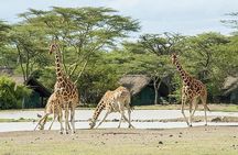 2 Days 1 Night Ol Pajeta Conservancy Tour