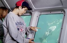 Undersea Expedition: Catalina Island Tour