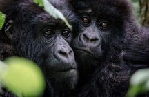  3 Day Gorilla Tracking in Bwindi Impentetrable National Park, Uganda 