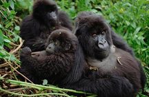  3 Day Gorilla Tracking in Bwindi Impentetrable National Park, Uganda 