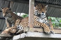 Amazon Tour in Ecuador: Puyo Day Trip from Baños