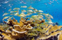 Scuba Doo Diving Experience in Punta Cana