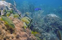 Scuba Doo Diving Experience in Punta Cana