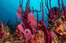 Scuba Doo Diving Experience in Punta Cana