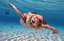 Best Highlight Island Tour - Perfect Day Tour. Small group Tour