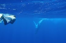 Bora Bora Whale Watching