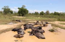 Sri lanka Wildlife Tour