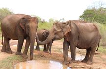 Sri lanka Wildlife Tour