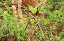 Sri lanka Wildlife Tour