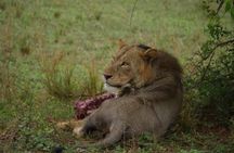 Three Days Murchison Falls National Park Tour in Uganda