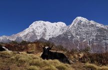 Mardi Himal Trek (A short 8 Days Trek from Kathmandu)