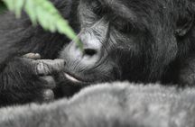 Three Days Gorilla Safaris In Uganda