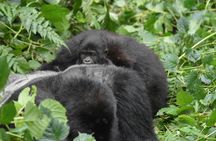 Three Days Gorilla Safaris In Uganda